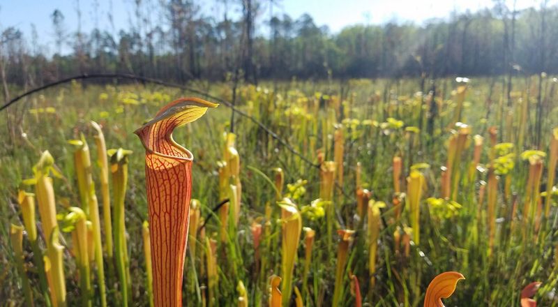 Taking Protected Plants and Wildlife