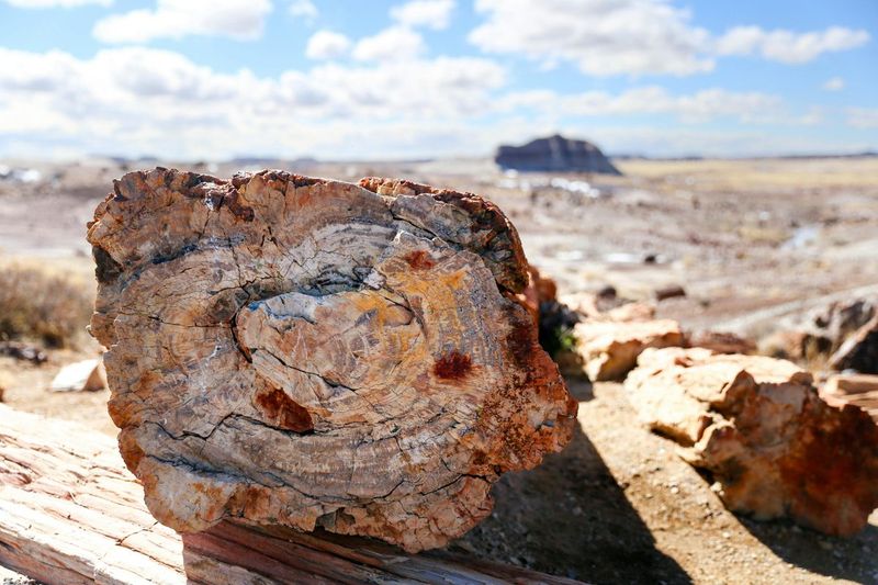 Collecting Natural Objects or Souvenirs