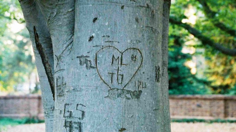 Carving Names Into Trees