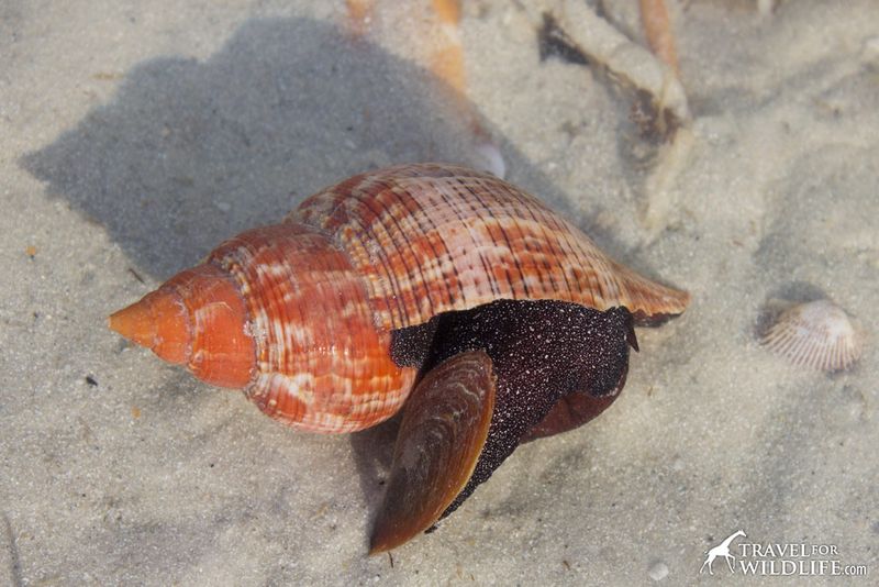 Collecting shells with live creatures inside can cost you