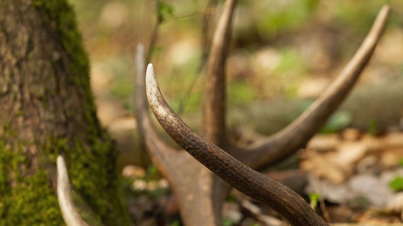 Collecting rocks, pinecones, or antlers counts as removal of resources