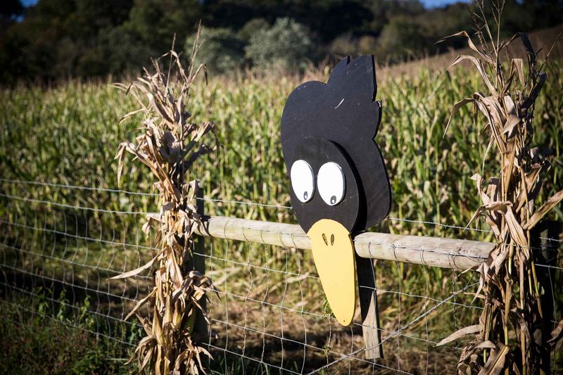 Navigate the Corn Maze