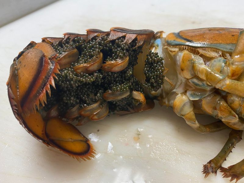 The Law That Protects Lobsters in Odd Ways
