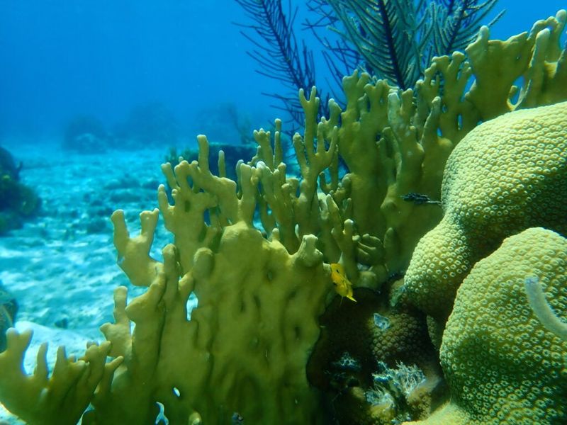 Some Coral Species Can Hurt You Too