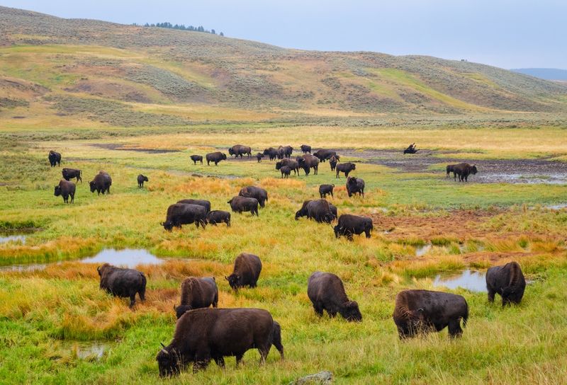 Making Excessive Noise in Wildlife Areas