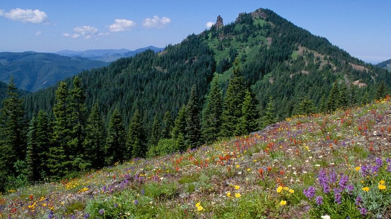 Picking Protected Wildflowers