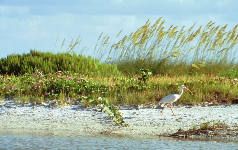 Damaging protected dune plants is a crime