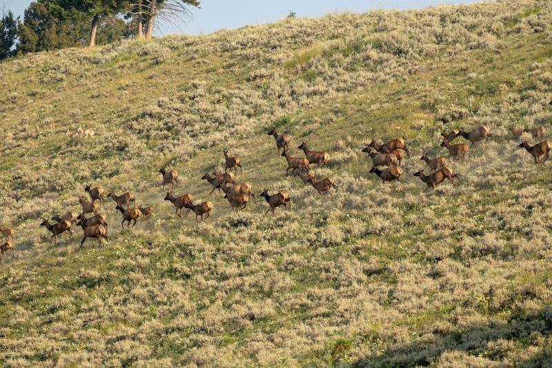 Overcrowding Wildlife Areas