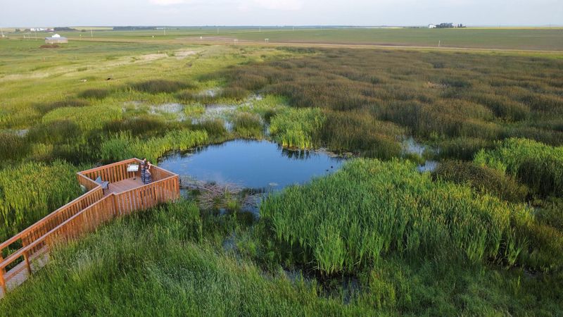 Prairie Pothole Wildlife Watching