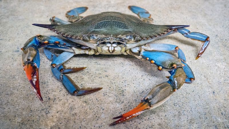 Don’t Mistreat the State Crustacean