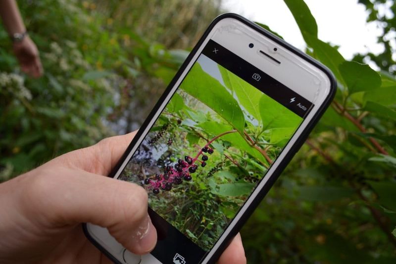 Plant Identification Apps Exploited