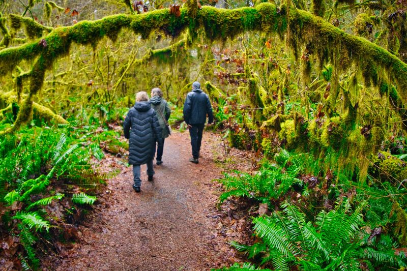 Hoh Rainforest