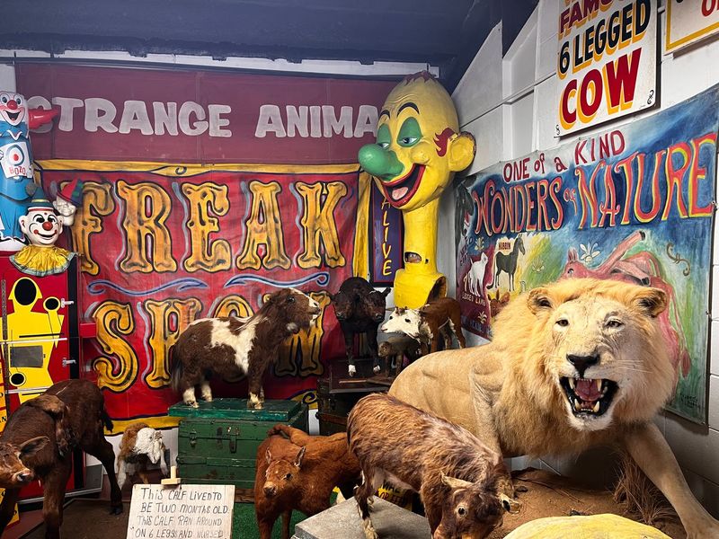 Not a Gimmick, but a Gallery of Human Oddity