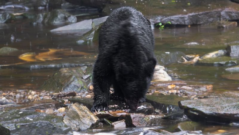 Wildlife Viewing Opportunities