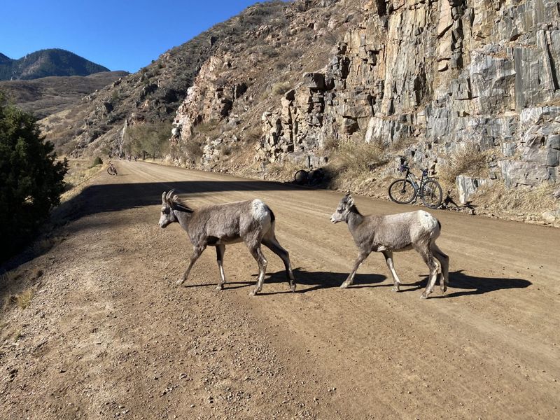 Misreading closures after wildlife encounters