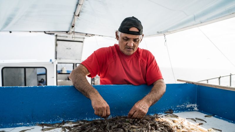 The Thrill of Seasonal Shrimp Runs