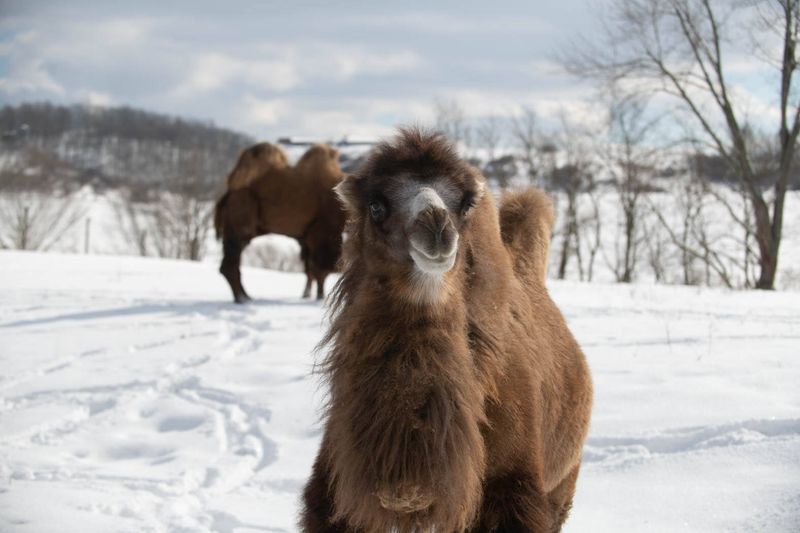 The Wilds (Winter Safari Tours)