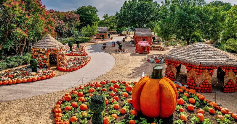 Pumpkin Patch Paradise