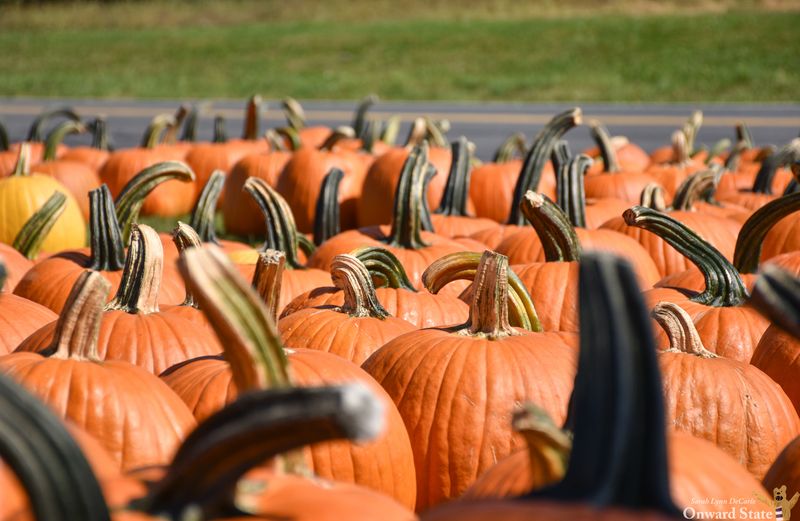 Everything Pumpkin Extravaganza At Way Fruit Farm