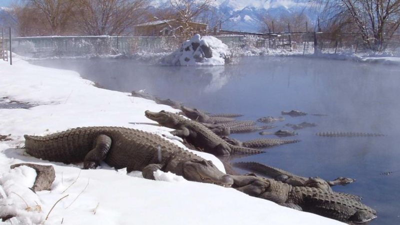 Colorado Gators Reptile Park: Desert Oasis