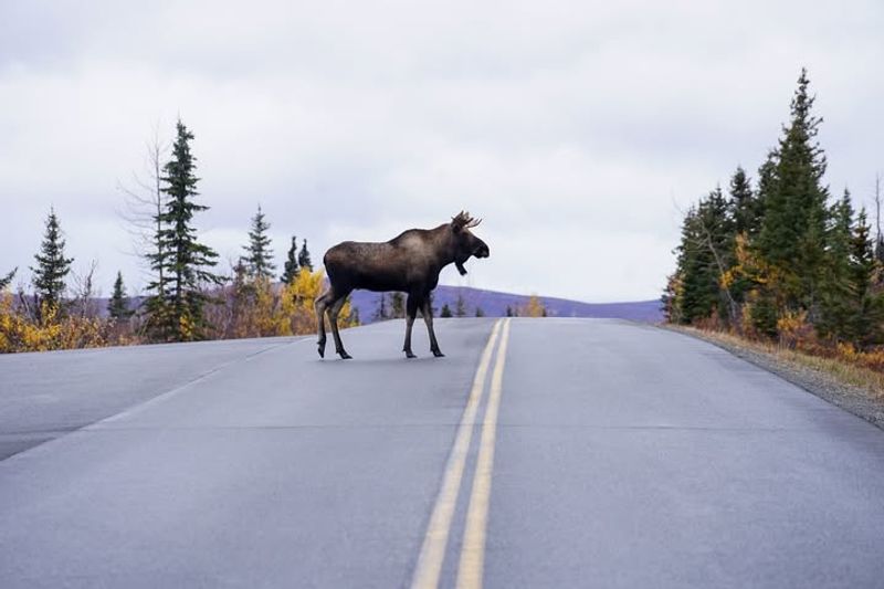 Wildlife Becomes More Active and Visible