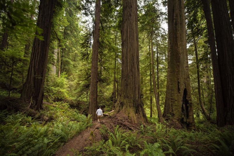 Closure of access to the world’s tallest redwood