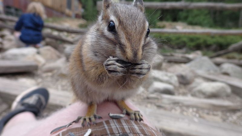 Chipmunks at the Town Core