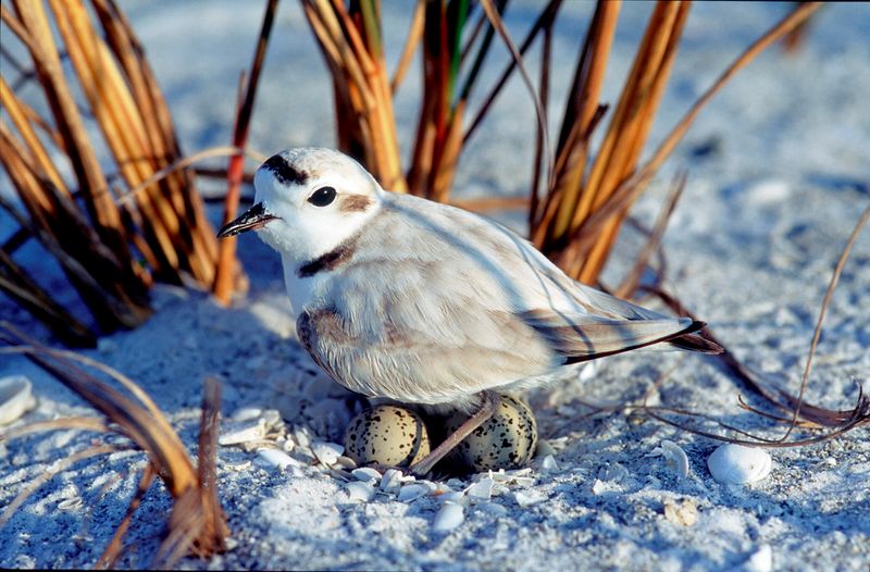 Disturbing Nesting Shorebirds