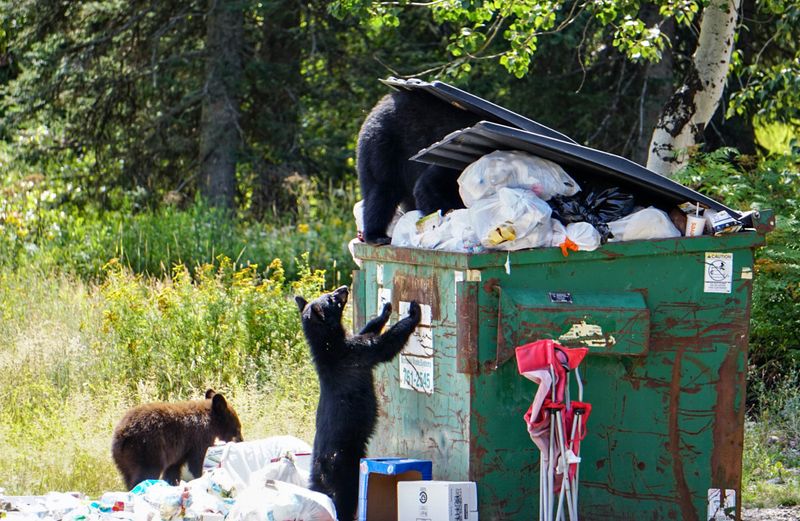Animals May Be Destroyed
