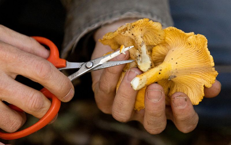 The Harmless Hobby Assumption