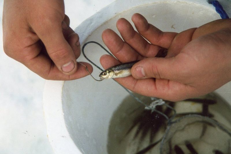 Transporting Live Bait Fish Without A Permit