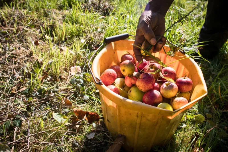 Apple Picking With an Eerie Twist