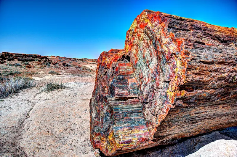 Petrified Forest's Ancient Trees
