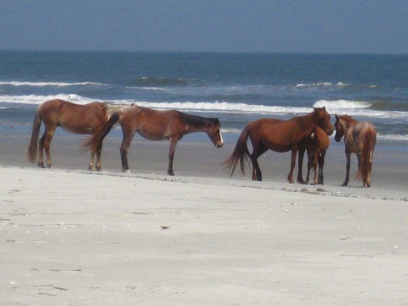 Cumberland Island