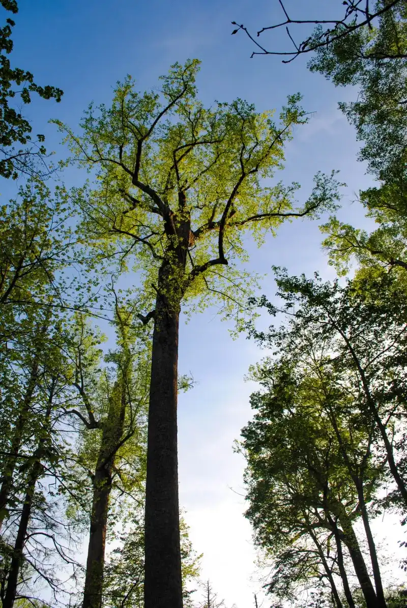 The Singing Trees of Joyce Kilmer