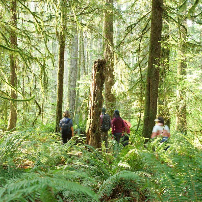 Urban Foraging: City Rules Still Apply