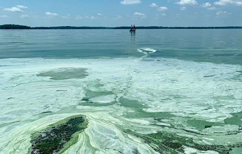 Ecological strain: water quality, species stress, algae blooms