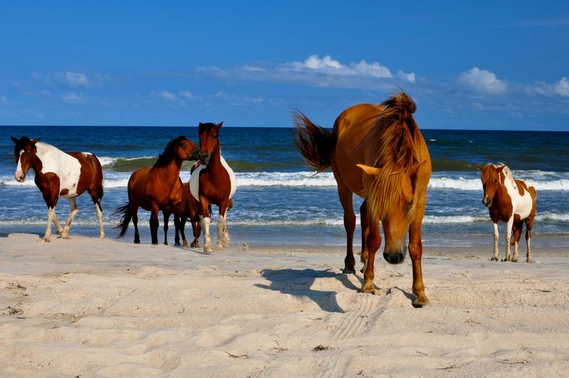 Highlight: Assateague Island Has Wild Ponies