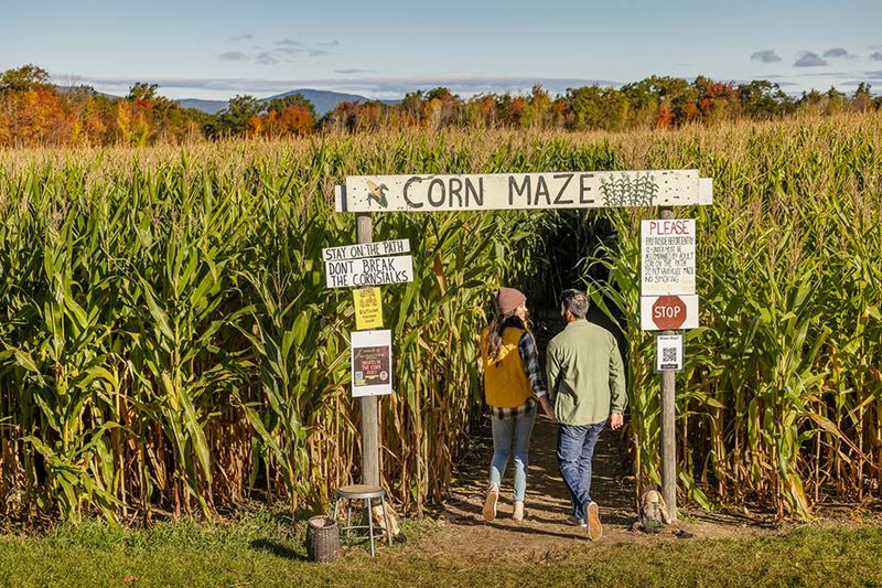 Explore the Corn Mazes