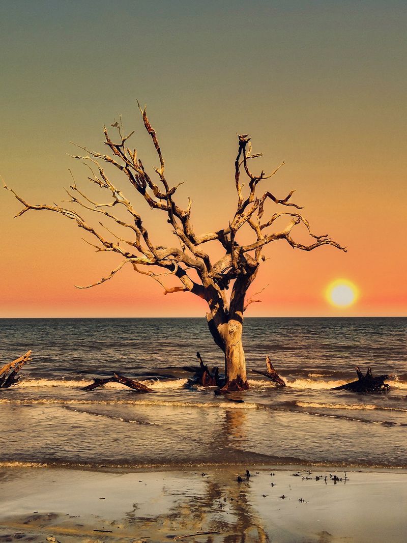 Coastal Beauty on the Golden Isles