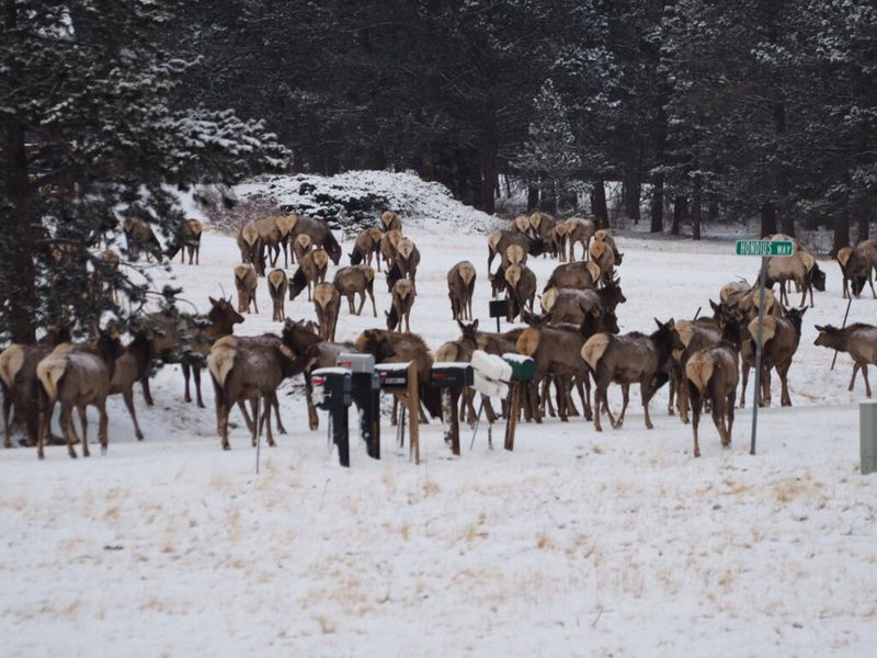 Wildlife steps back into town
