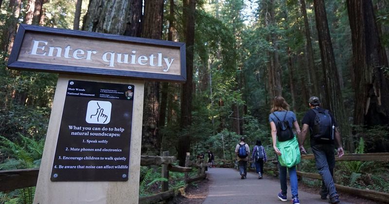 Soundscape Pollution Disrupting Wildlife