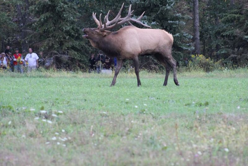Wildlife Interactions