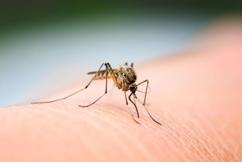 Mosquitoes and Bugs That Consider You a Buffet