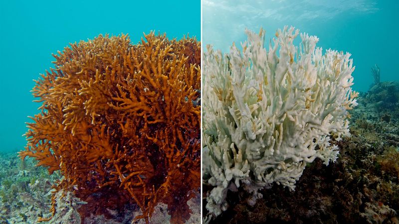 Sunscreen Chemicals Poison Delicate Coral