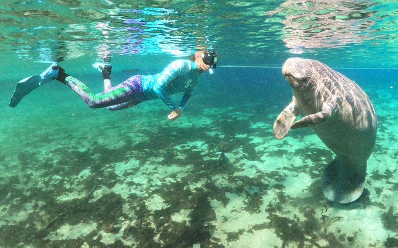 Riding or Grabbing Manatees