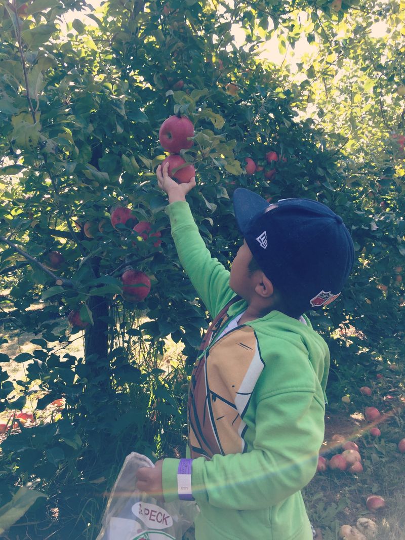 Why All Seasons Orchard Defines Illinois Autumn