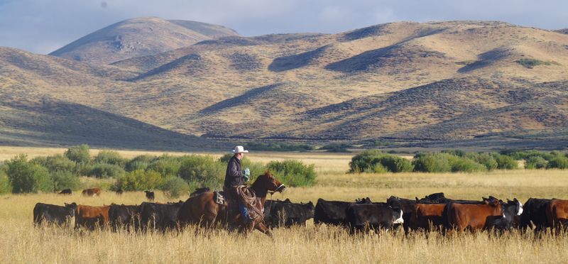 Wood River Ranch Beef: Family-Owned Excellence in Bellevue