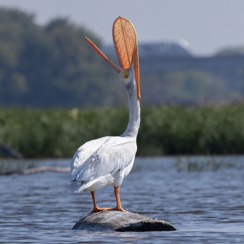 Active Bird Migration Along the Illinois River