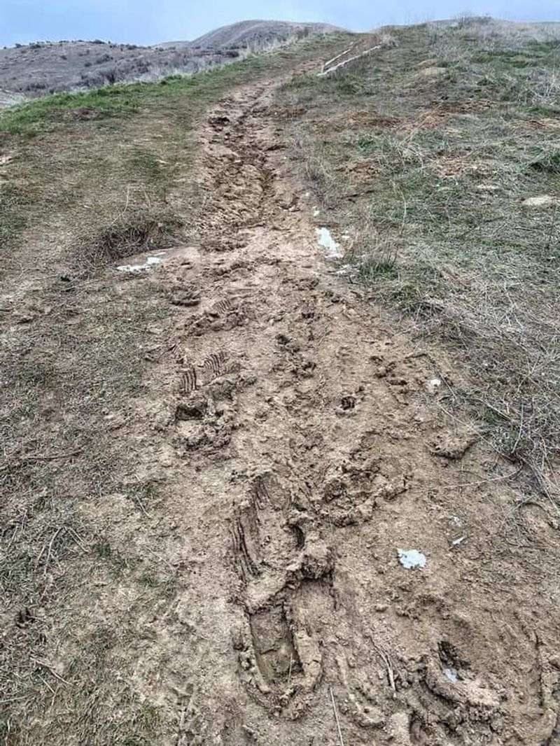 Creating Their Own Trails